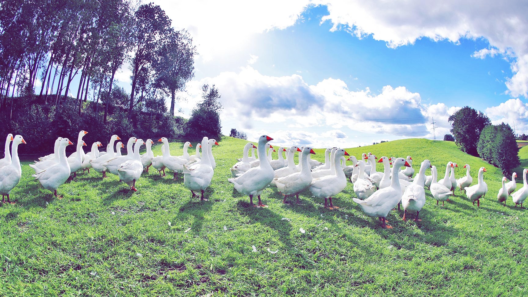 slide-leader-gänse